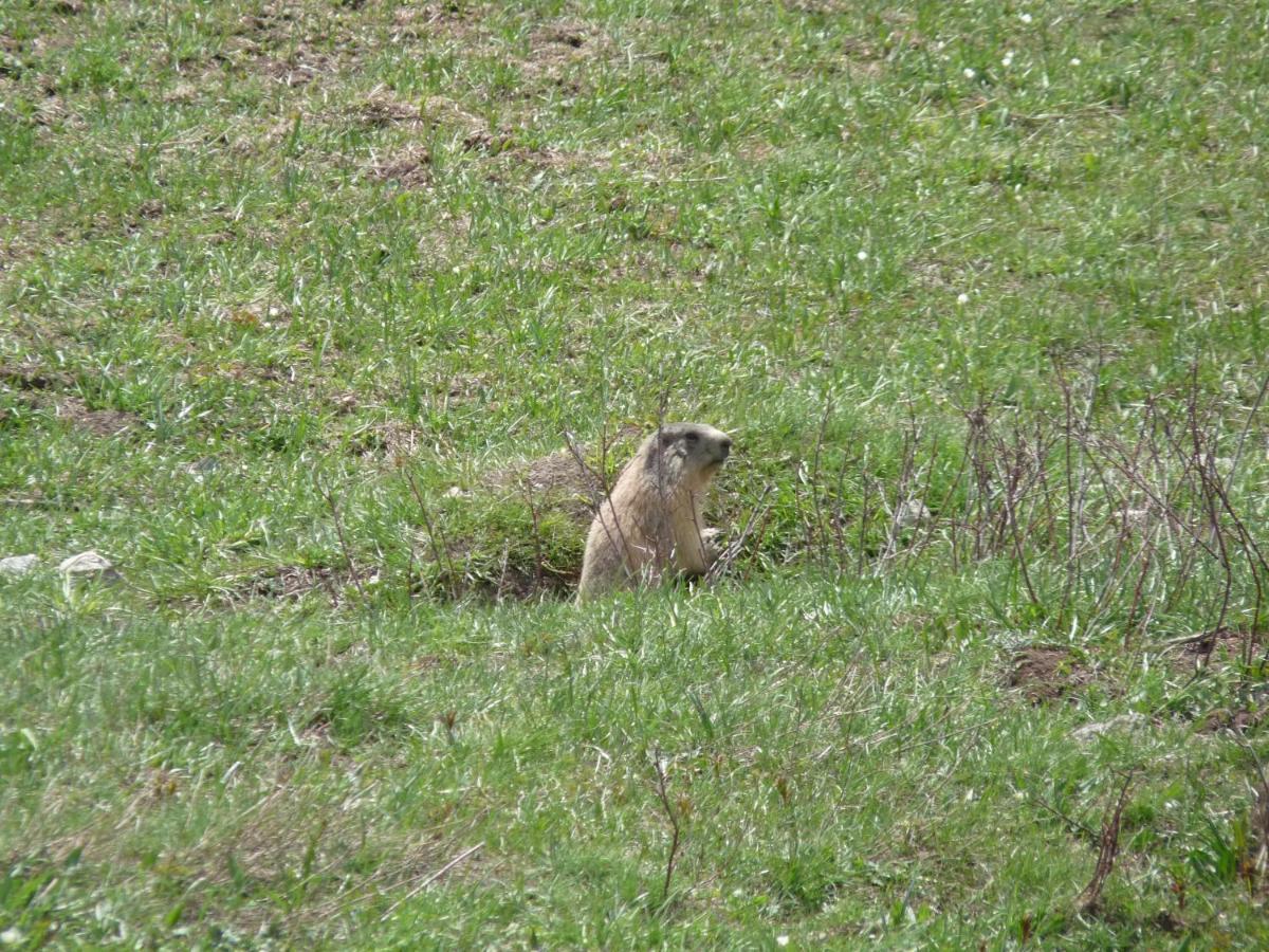Les Marmottes D Estenc Exterior photo